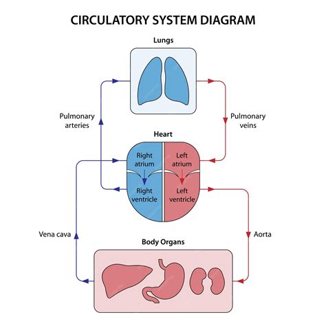 Circulatory System Labeled Heart