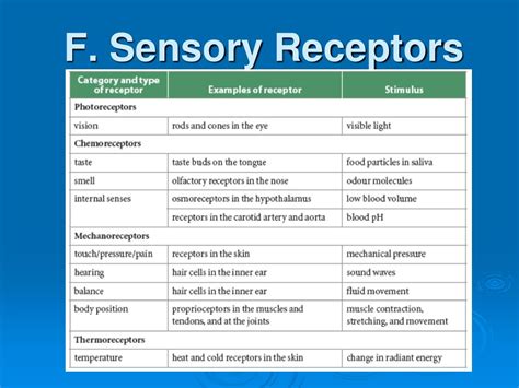 Sensory Receptors Types And Functions