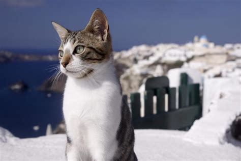 Why the Aegean Cat Breed is a Greek Treasure | Cat Breeds And Types Of Cats