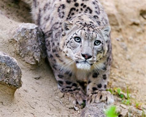 Big cats, Snow leopards, Glance, HD Wallpaper | Rare Gallery