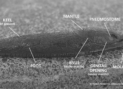 Slugs | College of Agricultural Sciences