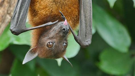 Bat Fact Sheet | Blog | Nature | PBS