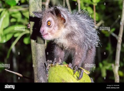 Aye-aye lemur, Daubentonia madagascariensis, Vohibola reserve at night ...