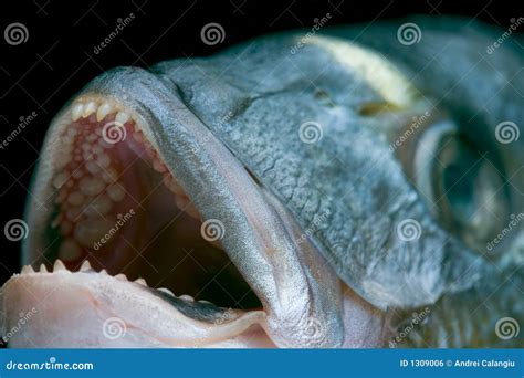 Head of a Dorado fish stock photo. Image of teeth, animal - 1309006