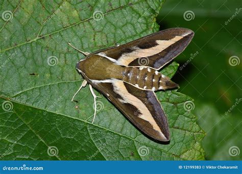 Night Hawk Moth (Hyles Gallii) Stock Photos - Image: 12199383