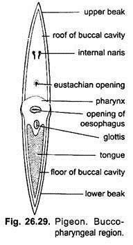 Digestive System of Pigeon (With Diagram) | Chordata | Zoology