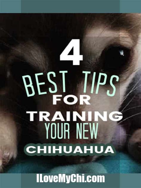 4 Best Tips For Training Your New Chihuahua - I Love My Chi