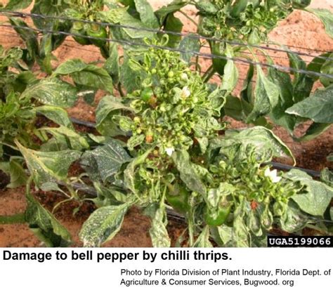 Chilli Thrips | NC State Extension Publications