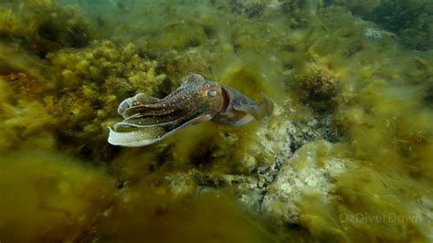 Cuttlefish Breeding South Australia - YouTube