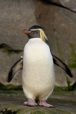 Rockhopper Penguin Facts: Lesson for Kids | Study.com