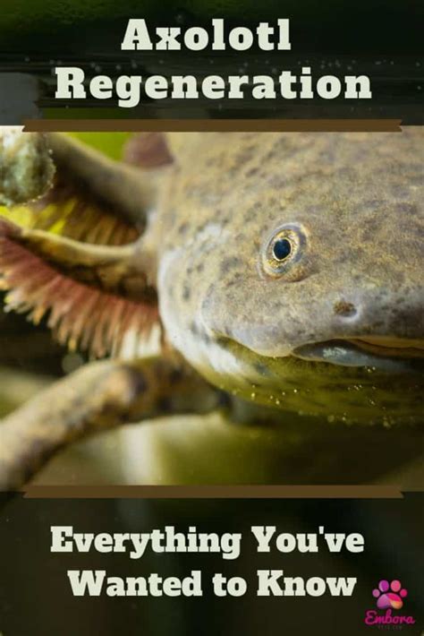 Axolotl Regeneration: All the Details About this Amazing Phenomenon ...