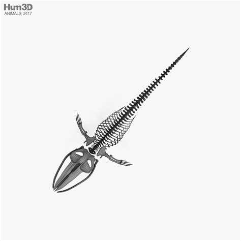 Blue Whale Skeleton HD 3D model - Animals on Hum3D