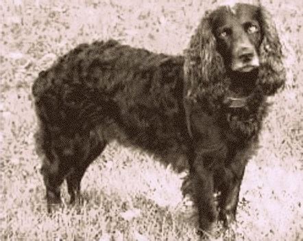 All About Tweed Water Spaniel - Origin, Extinction, Behavior, Puppy and ...