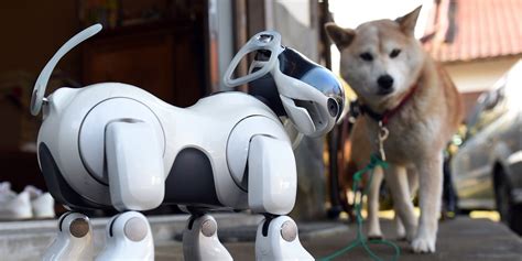 робот-собака VS живой пес | Fido the Dog vs Spot the Robot | Dog marketing, Pet dogs, Pets