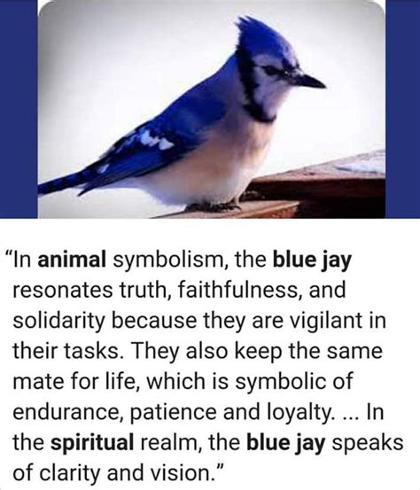 Blue Jay | Animal symbolism, Animal totem spirit guides, Blue jay meaning