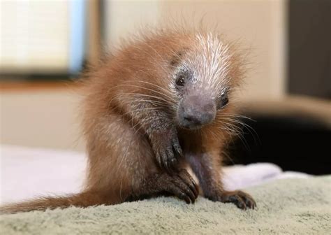 Baby Porcupine Is First Of Its Kind Born At Brookfield Zoo