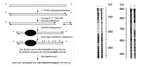 Solved ) DNA Footprinting - is an assay that gives | Chegg.com