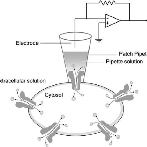 3 Schematic diagram of the patch-clamp setup. | Download Scientific Diagram