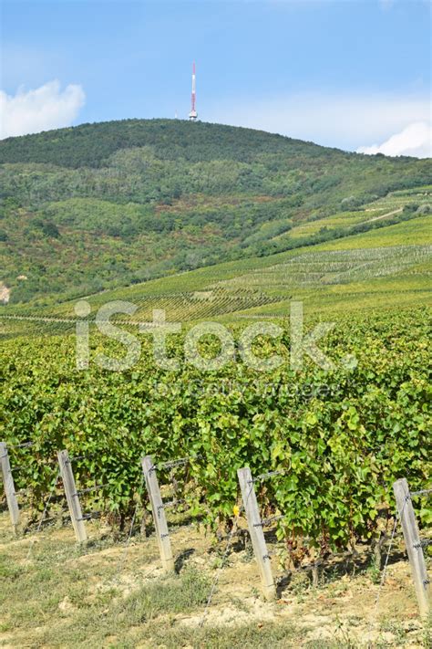 Vineyards On The Hillside Stock Photo | Royalty-Free | FreeImages