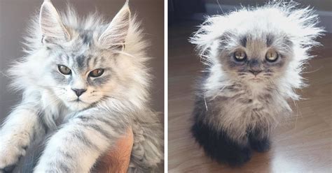 50 Cute Maine Coon Kittens That Are Actually Giants Waiting To Grow Up | Bored Panda