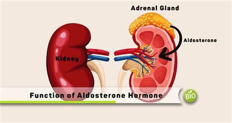 Function of Aldosterone Hormone - biomadam