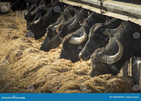 Italian Mediterranean Buffalo Livestock. Side View Stock Image - Image ...