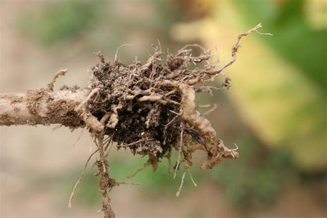 Root Knot Nematode | Burley Tobacco Extension