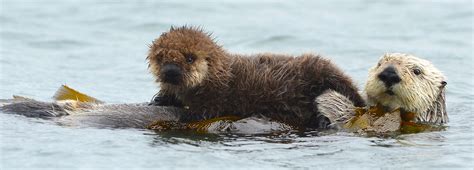 Genius sea otter parents | BBC Earth