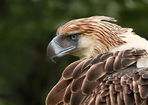 Philippine Eagle vs Harpy Eagle fight comparison,who will win?