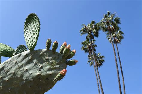 Historic Cactus Garden Review - Grading Gardens