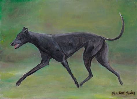 Black Greyhound | ubicaciondepersonas.cdmx.gob.mx