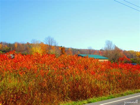 Fall scene by the side of the road [Finger lakes region of NY State] | Finger lakes, Fall colors ...