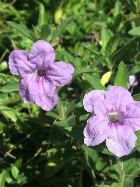 wild petunia - Vinland Valley Nursery