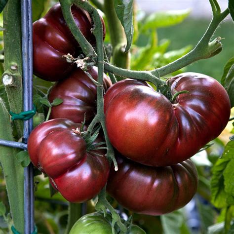 Growing Heirloom Tomato plant | How to grow Heirloom Tomatoes - Naturebring