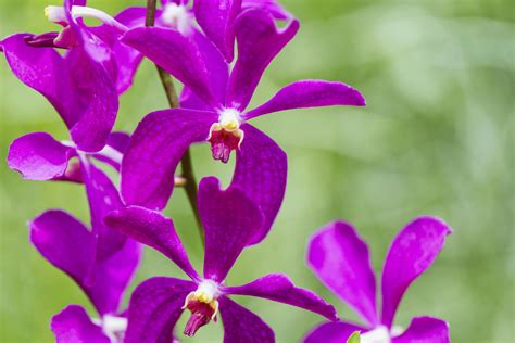 Color Combination Sweet Orchid - Canva's Design Wiki