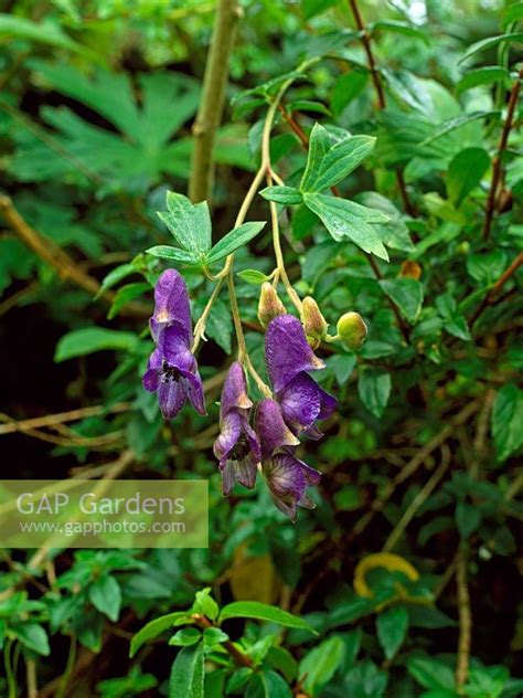 Aconitum hemsleyanum... stock photo by Geoff Kidd, Image: 0145550