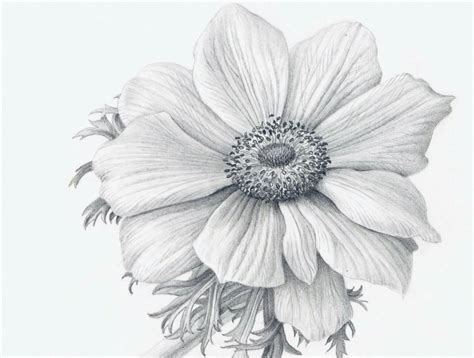 Pin by شيخ محمد شريف on Arts | Realistic flower drawing, Realistic ...