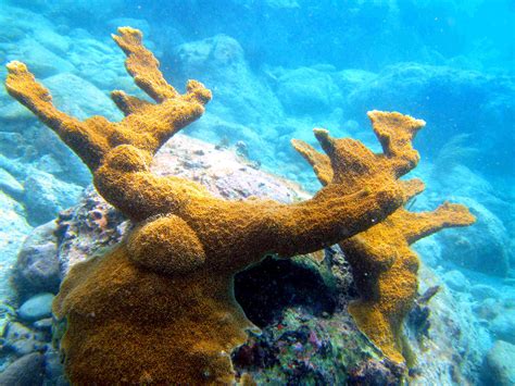 Elkhorn coral is considered to be one of the most important reef-building corals in the ...