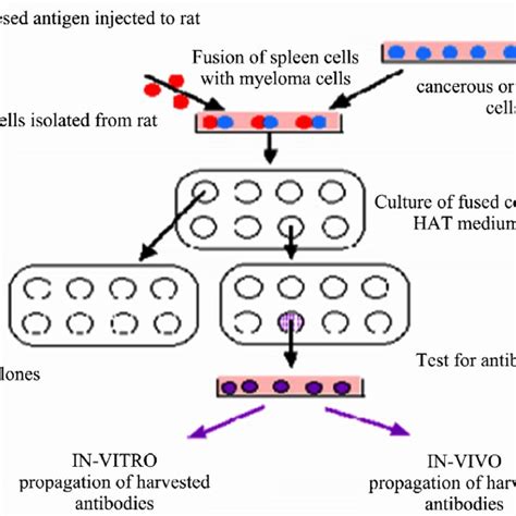 Procedure for hybridoma technique | Download Scientific Diagram