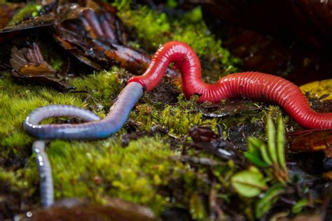 Kinabalu Giant Red Leech l Extremely Isolated - Our Breathing Planet