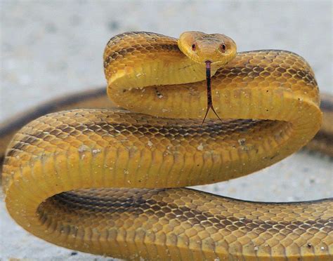 Yellow Rat Snake Photograph by Ira Runyan