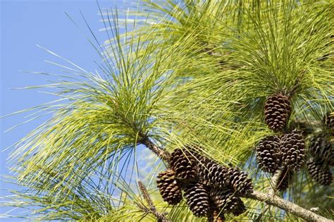 Long Leaf Pine Needles And Pine Cones Stock Photo - Image of fresh ...