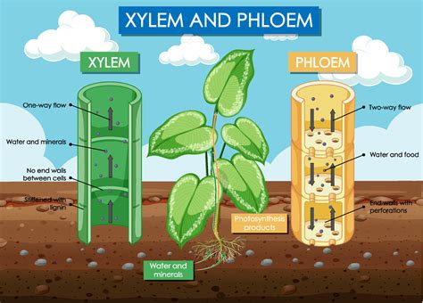 Diagram showing xylem and phloem plant 8191187 Vector Art at Vecteezy