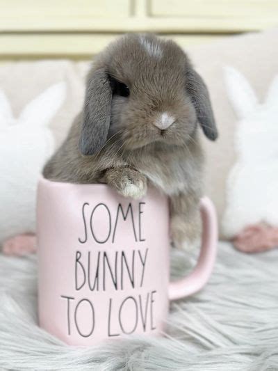 Bunny Care Guide