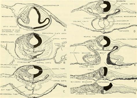 Comparative embryology of the vertebrates; with 2057 drawings and photos. grouped as 380 illus ...