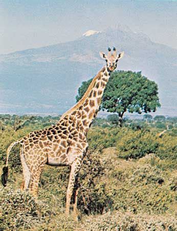 Giraffe | Facts, Information, Habitat, Species, & Lifespan | Britannica