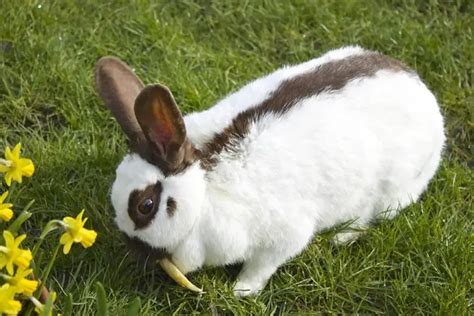 Top 10 Most Rare Rabbit Breeds in 2022 (With Pictures) | Pet Keen ...