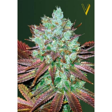 Auto NHL Diesel (von Victory Seeds) :: SeedFinder :: Sorten Info