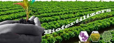 Function of Bio Organic Fertilizer - TOGO Waste Composting Machine