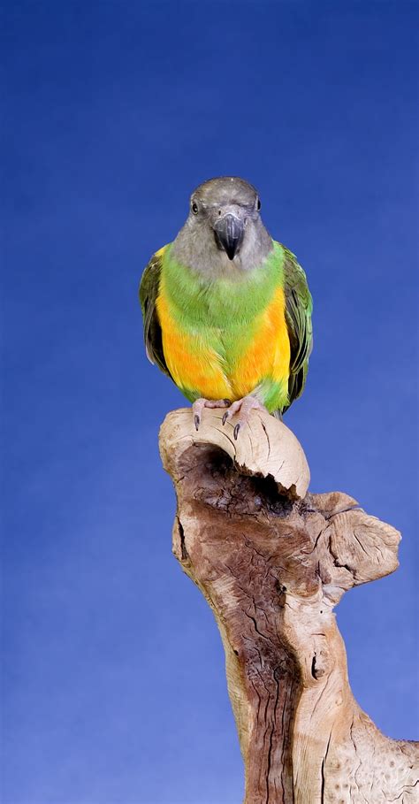 A #Senegal enjoying the world around them. | Senegal parrot, Animals ...